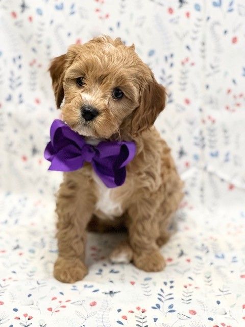 Two sisters hot sale cavapoos